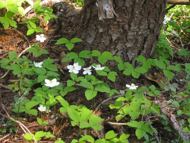 Bolan Mt & Redwoods-116.JPG - Bolan Mt